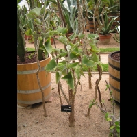 Kalanchoe Beharensis (fam Crassulacees) (Madagascar) (01)